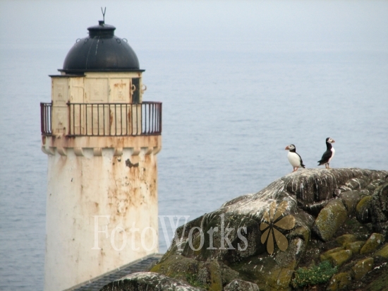 Puffins and lighthouse, Isle of May