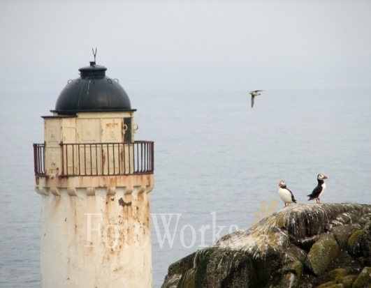 Puffins and lighthouse, Isle of May