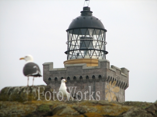Seagulls in front of the Isle of May lighthouse