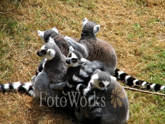 Lémuriens Cata, Zoo d'Edimbourg