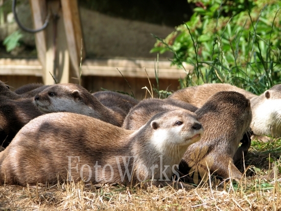 Loutres, zoo d'Edimbourg