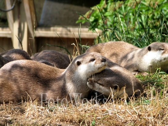 Otters cuddle, Edinburgh Zoo