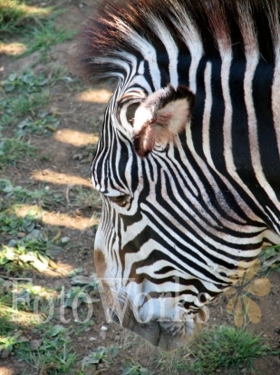 Zèbre, Zoo d'Edimbourg