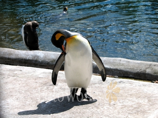 Penguin, Edinburgh Zoo 