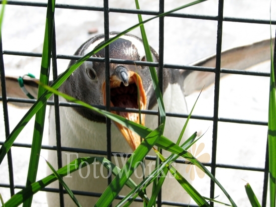 Penguin, Edinburgh Zoo 