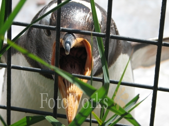 Penguin, Edinburgh Zoo 