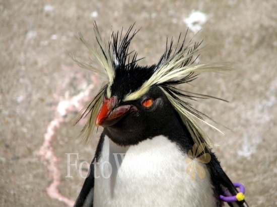 Gorfou Sauteur, Zoo d'Edimbourg