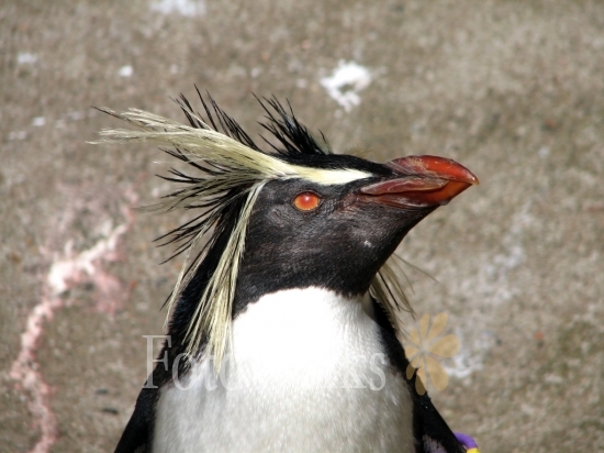 Gorfou Sauteur, Zoo d'Edimbourg