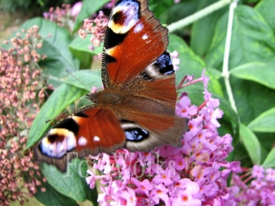 Butterfly on Buddleia