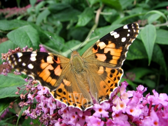 Papillon sur arbre aux papillons