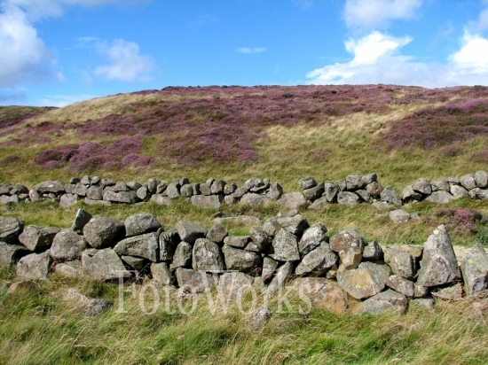 Stone wall and heather, West Lomond Hill