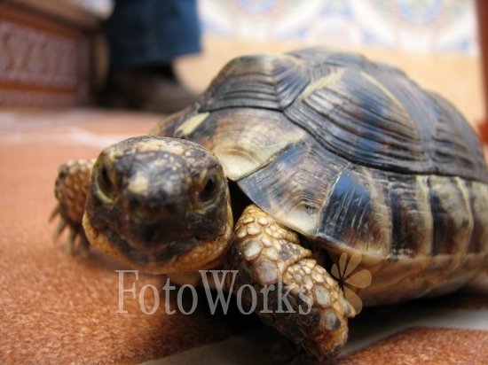 A Spanish tortoise