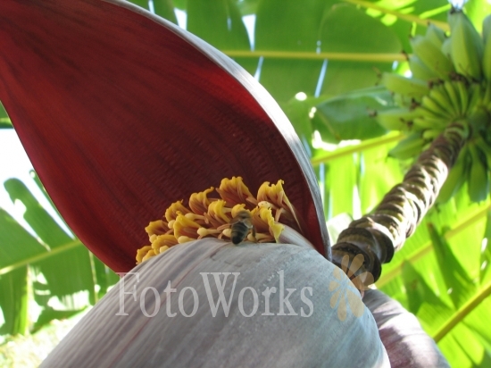 Bumblebee on banana flower