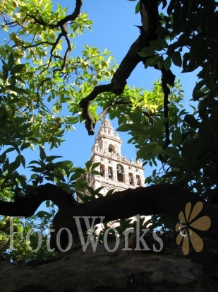 La Giralda parmi les orangers