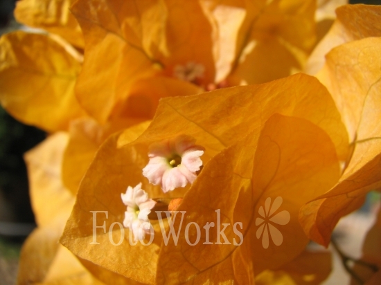 Yellow Bougainvillea