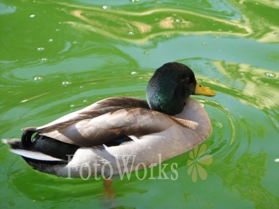 Duck in Mercury's Pool