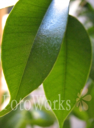Ficus leaves