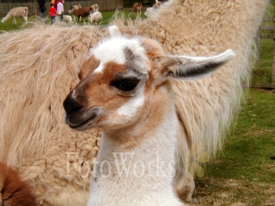 Un lama dans le Perthshire