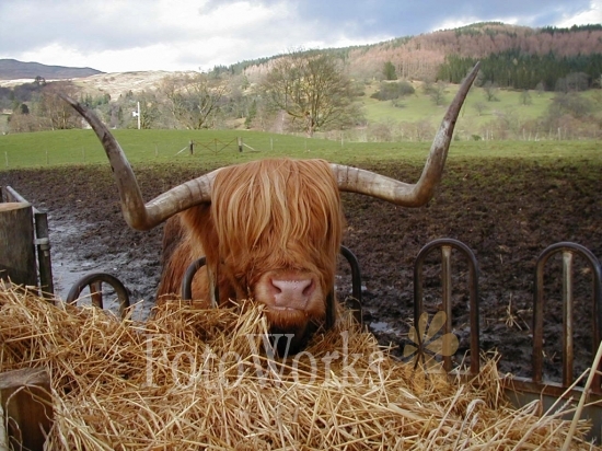 Hamish, la vache écossaise