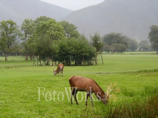 Deers on a golf course
