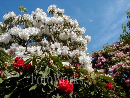 Rhododendrons