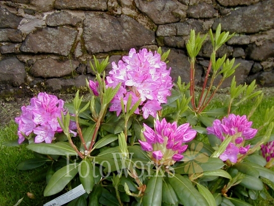 Rhododendrons