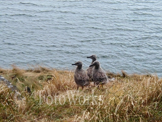 Seagulls chicks