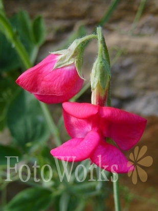 Sweet Peas
