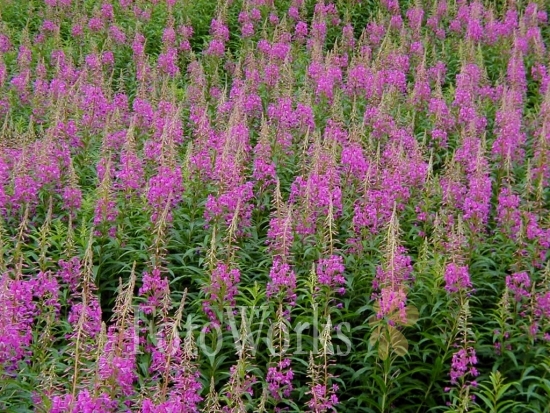Rosebay Willowherbs, Ecosse
