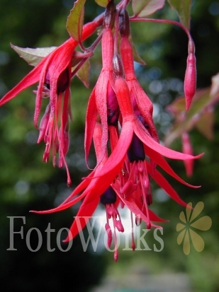 Fuchsia