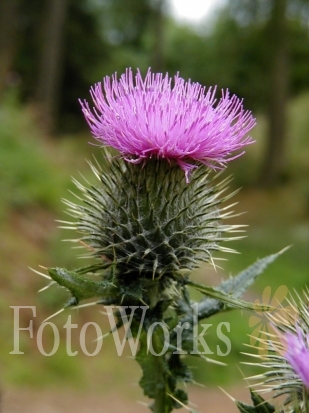 The Thistle, symbol of Scotland