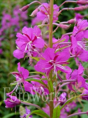 Rosebay Willowherb