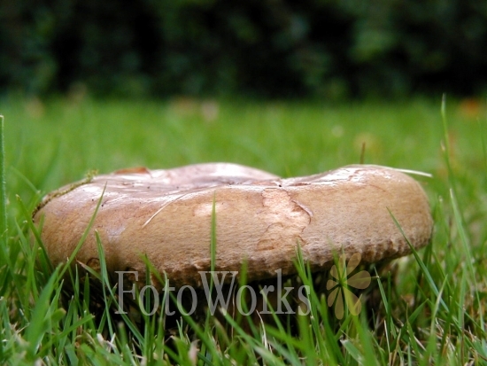 Mushroom