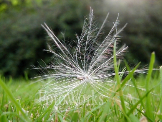 Wild thistle