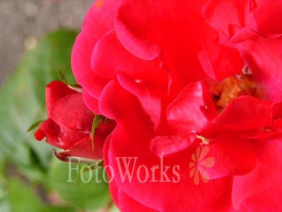 Red rose