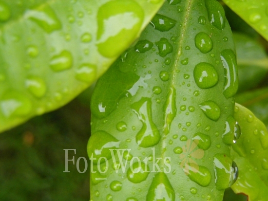 Leaf after the rain