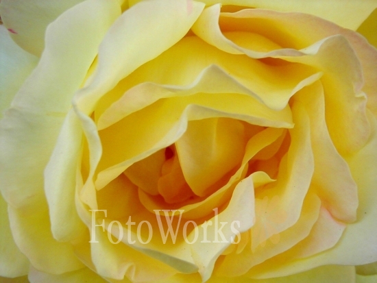 Yellow rose
