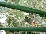 Hummingbird in dates