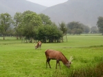 Cerfs sur le cours de golf